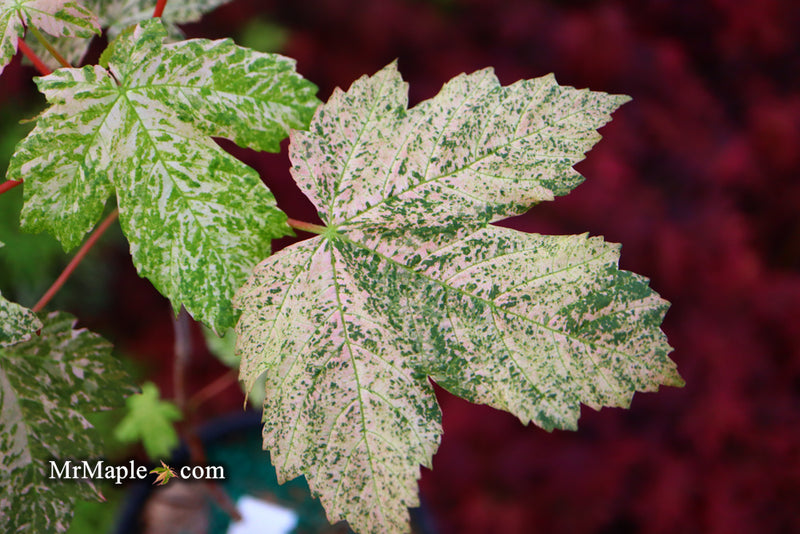 - Acer pseudoplatanus 'Esk Sunset' Rare Variegated Eskimo Sunset Maple - Mr Maple │ Buy Japanese Maple Trees
