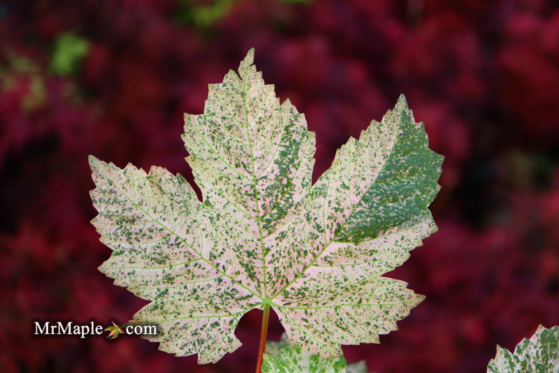 - Acer pseudoplatanus 'Esk Sunset' Rare Variegated Eskimo Sunset Maple - Mr Maple │ Buy Japanese Maple Trees