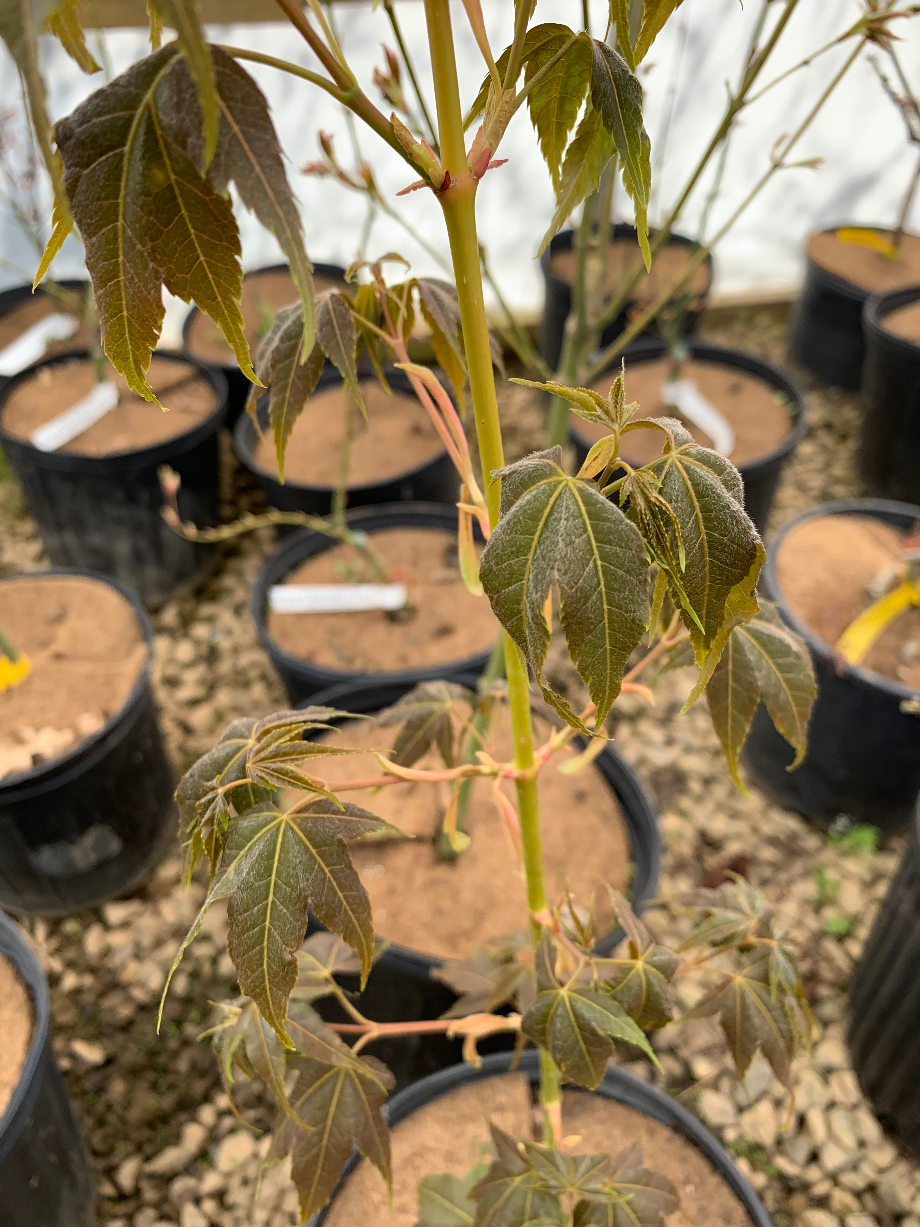 ザ・メープル Buy Acer oliverianum 'Hot Rod' Japanese Maple — Mr Maple │ Buy