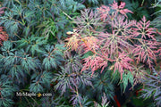- FOR PICK UP ONLY | Acer palmatum 'Orangeola' Japanese Maple | DOES NOT SHIP - Mr Maple │ Buy Japanese Maple Trees