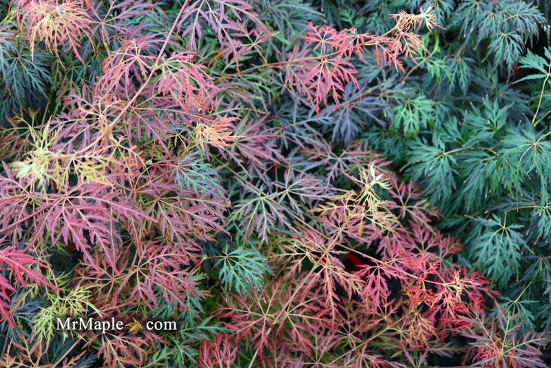 - FOR PICK UP ONLY | Acer palmatum 'Orangeola' Japanese Maple | DOES NOT SHIP - Mr Maple │ Buy Japanese Maple Trees