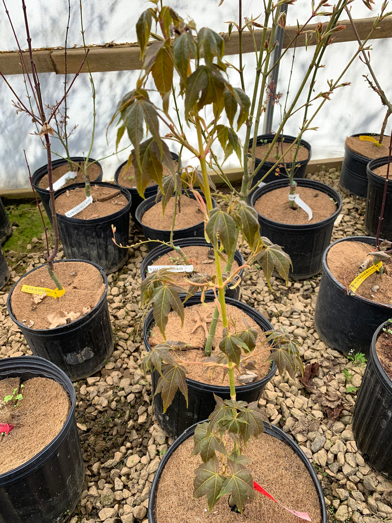 - Acer oliverianum 'Hot Rod' Japanese Maple - Mr Maple │ Buy Japanese Maple Trees