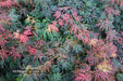 - FOR PICK UP ONLY | Acer palmatum 'Orangeola' Japanese Maple | DOES NOT SHIP - Mr Maple │ Buy Japanese Maple Trees