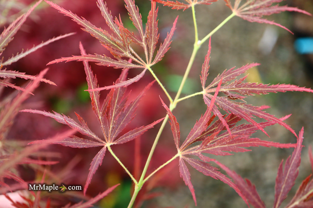 FOR PICKUP ONLY | Acer palmatum 'Ornatum' Japanese Maple | DOES NOT SHIP