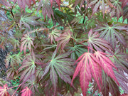 - Acer shirasawanum 'Bronze Age' Bronze Full Moon Japanese Maple - Mr Maple │ Buy Japanese Maple Trees
