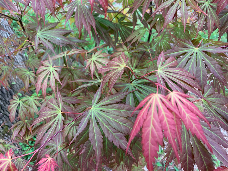 - Acer shirasawanum 'Bronze Age' Bronze Full Moon Japanese Maple - Mr Maple │ Buy Japanese Maple Trees