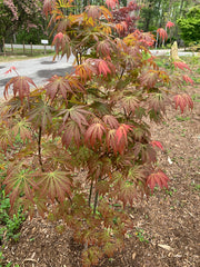 - Acer shirasawanum 'Bronze Age' Bronze Full Moon Japanese Maple - Mr Maple │ Buy Japanese Maple Trees