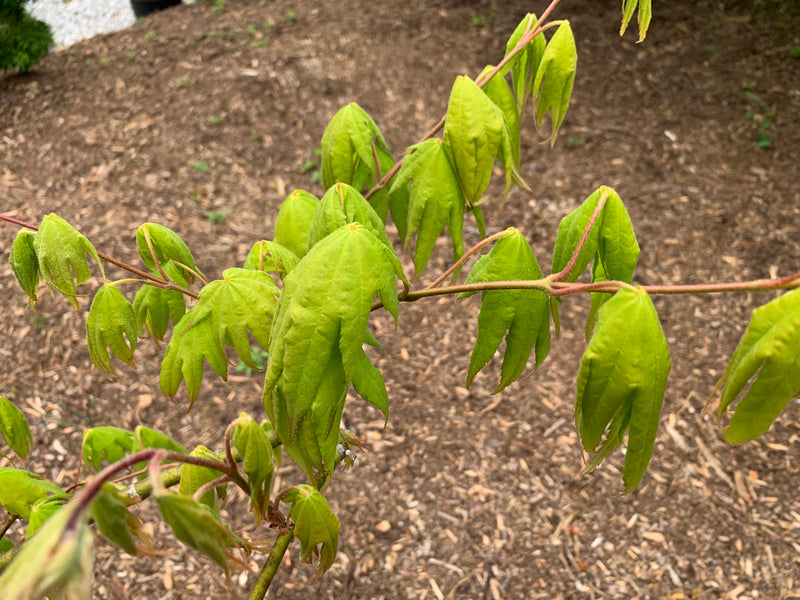 - Acer palmatum 'Rikuzen shidare' Weeping Japanese Maple - Mr Maple │ Buy Japanese Maple Trees