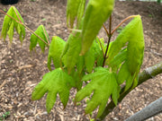 - Acer palmatum 'Rikuzen shidare' Weeping Japanese Maple - Mr Maple │ Buy Japanese Maple Trees