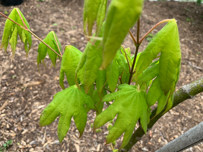 - Acer palmatum 'Rikuzen shidare' Weeping Japanese Maple - Mr Maple │ Buy Japanese Maple Trees