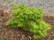 - Acer palmatum Kryptonite™ Japanese Maple - Mr Maple │ Buy Japanese Maple Trees