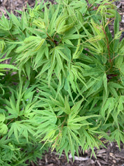 - Acer palmatum Kryptonite™ Japanese Maple - Mr Maple │ Buy Japanese Maple Trees