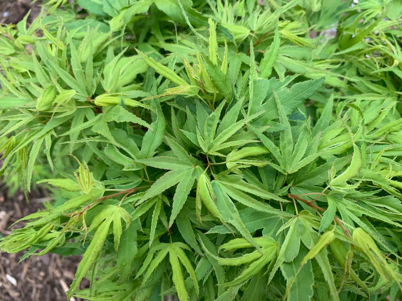 - Acer palmatum Kryptonite™ Japanese Maple - Mr Maple │ Buy Japanese Maple Trees