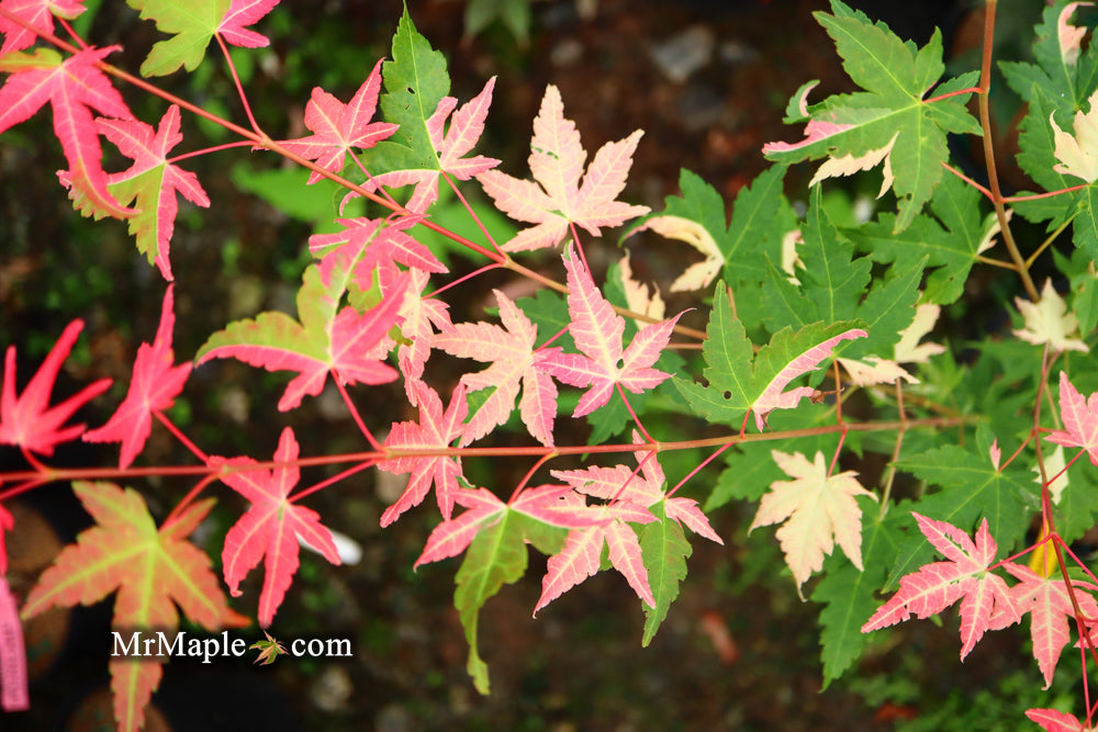 Acer palmatum 'Harriet Waldman' Japanese Maple