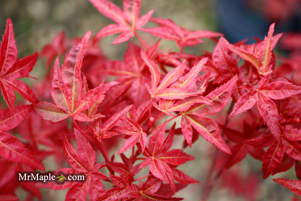 Acer palmatum 'Yama hime' Japanese Maple