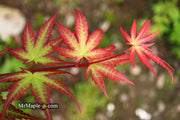 - Acer palmatum 'Firefly' Japanese Maple - Mr Maple │ Buy Japanese Maple Trees