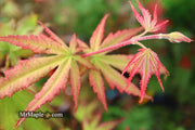 - Acer palmatum 'Firefly' Japanese Maple - Mr Maple │ Buy Japanese Maple Trees