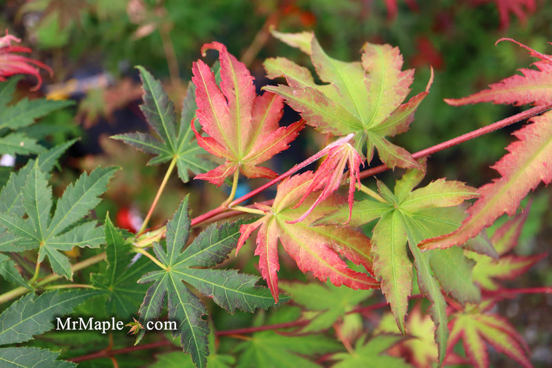 - Acer palmatum 'Firefly' Japanese Maple - Mr Maple │ Buy Japanese Maple Trees
