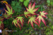 - Acer palmatum 'Firefly' Japanese Maple - Mr Maple │ Buy Japanese Maple Trees