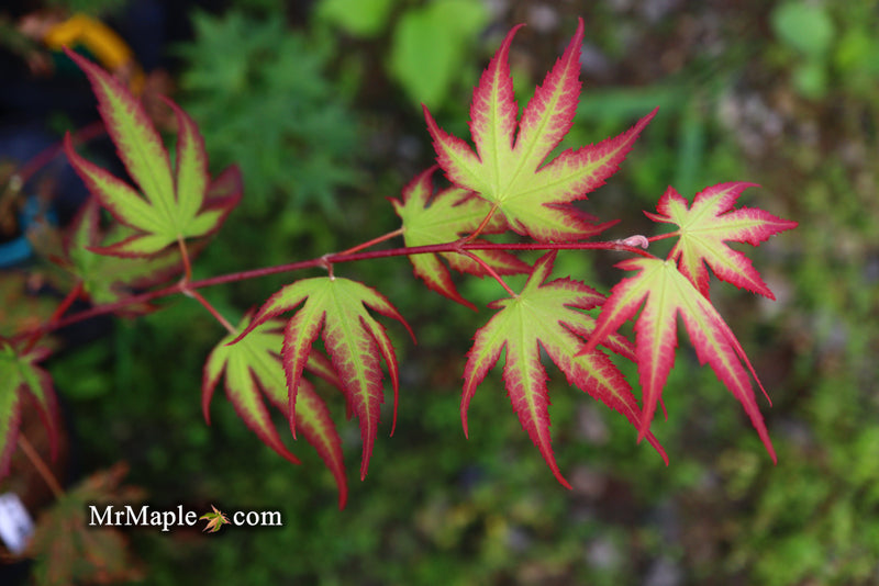 - Acer palmatum 'Firefly' Japanese Maple - Mr Maple │ Buy Japanese Maple Trees