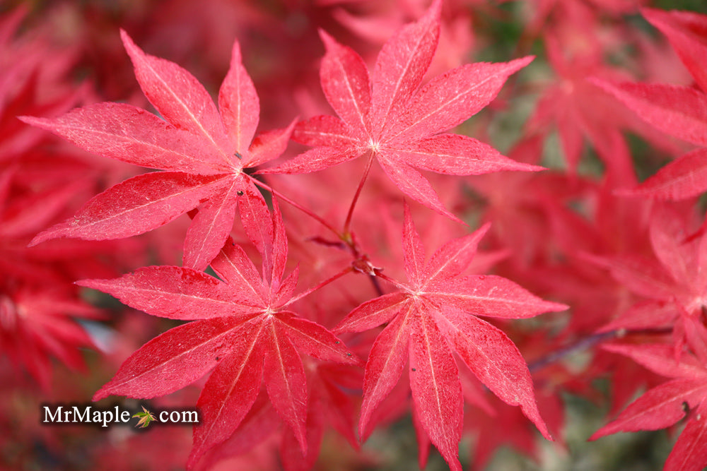 Acer palmatum 'Scarlet Wonder' Japanese Maple Tree
