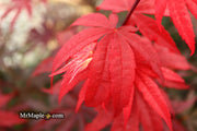 - Acer palmatum 'Emperor 1' Japanese Maple Tree - Mr Maple │ Buy Japanese Maple Trees