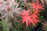 - Acer palmatum 'Emperor 1' Japanese Maple Tree - Mr Maple │ Buy Japanese Maple Trees