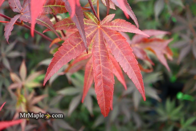 - Acer palmatum 'Emperor 1' Japanese Maple Tree - Mr Maple │ Buy Japanese Maple Trees