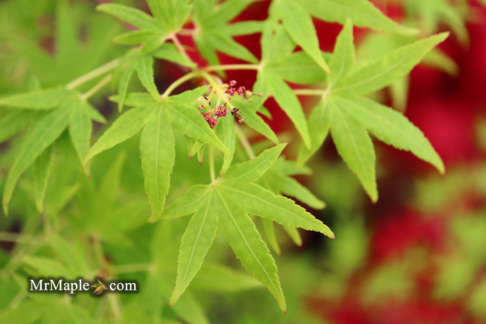 Acer palmatum 'Ko chidori' Japanese Maple