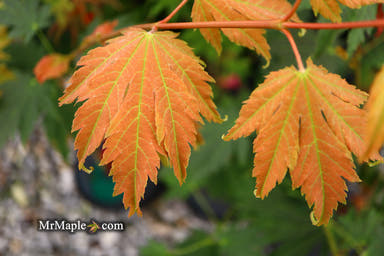 - Acer japonicum 'Emmett's Pumpkin' Full Moon Japanese Maple - Mr Maple │ Buy Japanese Maple Trees