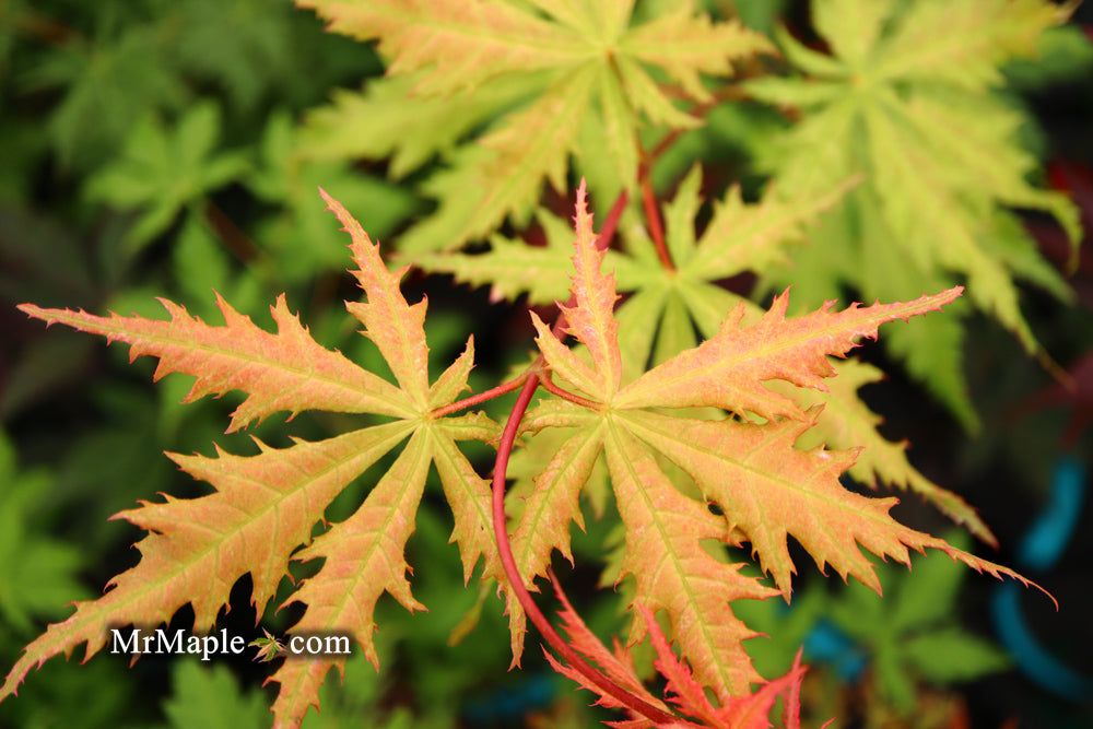 Acer palmatum 'Blonde Beauty' Japanese Maple