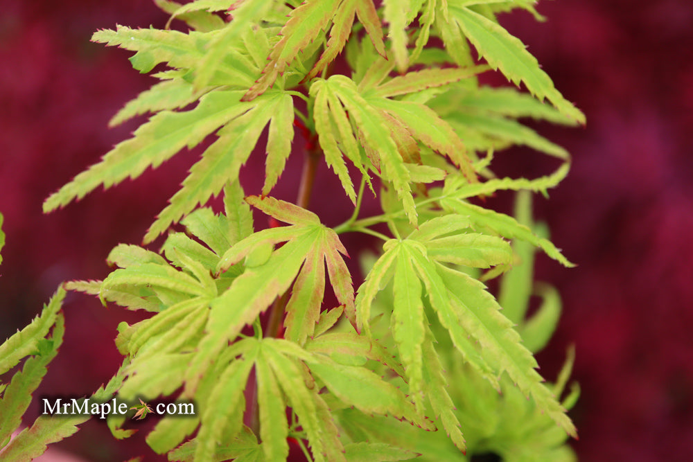 Acer palmatum 'Lily Pad'  Dwarf Japanese Maple