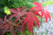 - Acer shirasawanum 'Royalty' Red Full Moon Japanese Maple - Mr Maple │ Buy Japanese Maple Trees