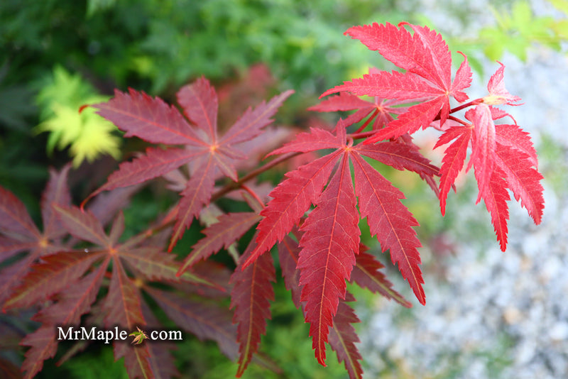 - Acer shirasawanum 'Royalty' Red Full Moon Japanese Maple - Mr Maple │ Buy Japanese Maple Trees