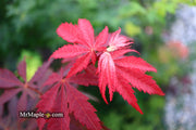 - Acer shirasawanum 'Royalty' Red Full Moon Japanese Maple - Mr Maple │ Buy Japanese Maple Trees