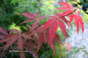 - Acer shirasawanum 'Royalty' Red Full Moon Japanese Maple - Mr Maple │ Buy Japanese Maple Trees