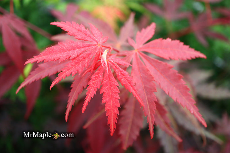 - Acer shirasawanum 'Royalty' Red Full Moon Japanese Maple - Mr Maple │ Buy Japanese Maple Trees