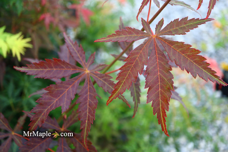 - Acer shirasawanum 'Royalty' Red Full Moon Japanese Maple - Mr Maple │ Buy Japanese Maple Trees