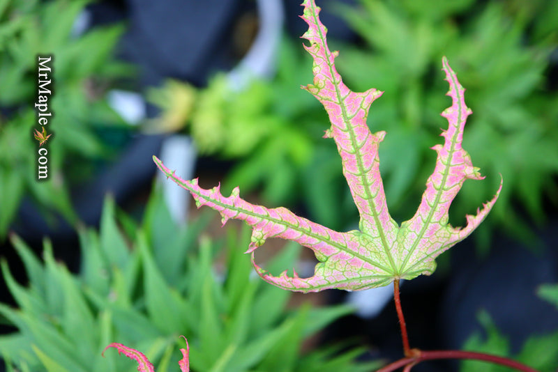 - Acer palmatum 'Strawberry Spring' Reticulated Japanese Maple - Mr Maple │ Buy Japanese Maple Trees
