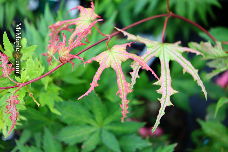 - Acer palmatum 'Strawberry Spring' Reticulated Japanese Maple - Mr Maple │ Buy Japanese Maple Trees