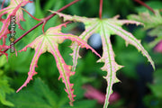- Acer palmatum 'Strawberry Spring' Reticulated Japanese Maple - Mr Maple │ Buy Japanese Maple Trees