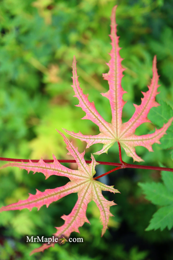 - Acer palmatum 'Strawberry Spring' Reticulated Japanese Maple - Mr Maple │ Buy Japanese Maple Trees