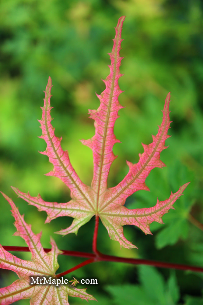 - Acer palmatum 'Strawberry Spring' Reticulated Japanese Maple - Mr Maple │ Buy Japanese Maple Trees