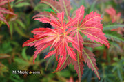- Acer shirasawanum 'Bronze Age' Bronze Full Moon Japanese Maple - Mr Maple │ Buy Japanese Maple Trees