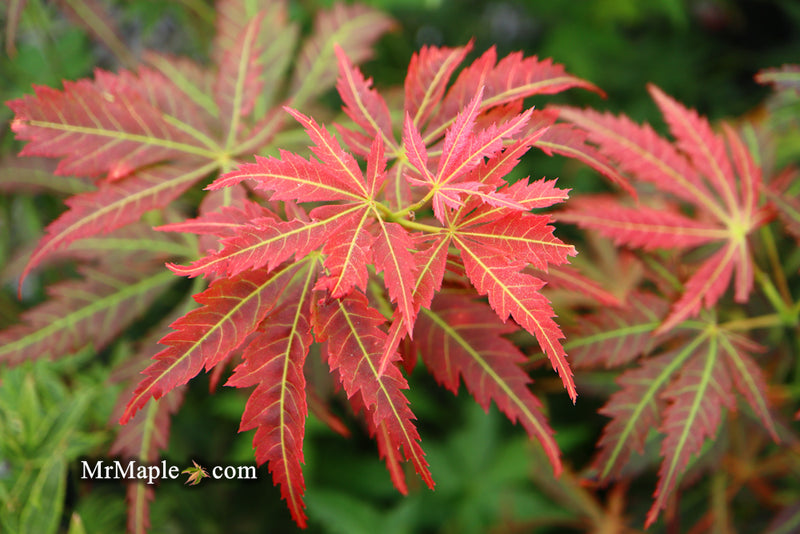 - Acer shirasawanum 'Bronze Age' Bronze Full Moon Japanese Maple - Mr Maple │ Buy Japanese Maple Trees