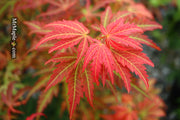 - Acer shirasawanum 'Bronze Age' Bronze Full Moon Japanese Maple - Mr Maple │ Buy Japanese Maple Trees
