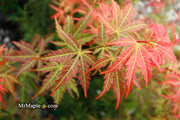 - Acer shirasawanum 'Bronze Age' Bronze Full Moon Japanese Maple - Mr Maple │ Buy Japanese Maple Trees