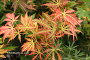 - Acer shirasawanum 'Bronze Age' Bronze Full Moon Japanese Maple - Mr Maple │ Buy Japanese Maple Trees