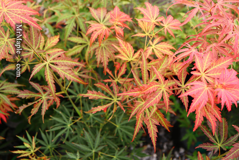 - Acer shirasawanum 'Bronze Age' Bronze Full Moon Japanese Maple - Mr Maple │ Buy Japanese Maple Trees