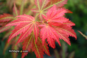 - Acer shirasawanum 'Bronze Age' Bronze Full Moon Japanese Maple - Mr Maple │ Buy Japanese Maple Trees